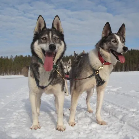 Hostel Taiga Maja Hattuvaara