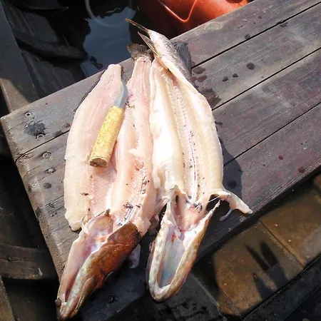 Taiga Maja Hattuvaara